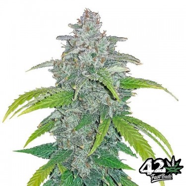 Blue Dream Matic Auto