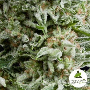 Auto Amnesia Gold