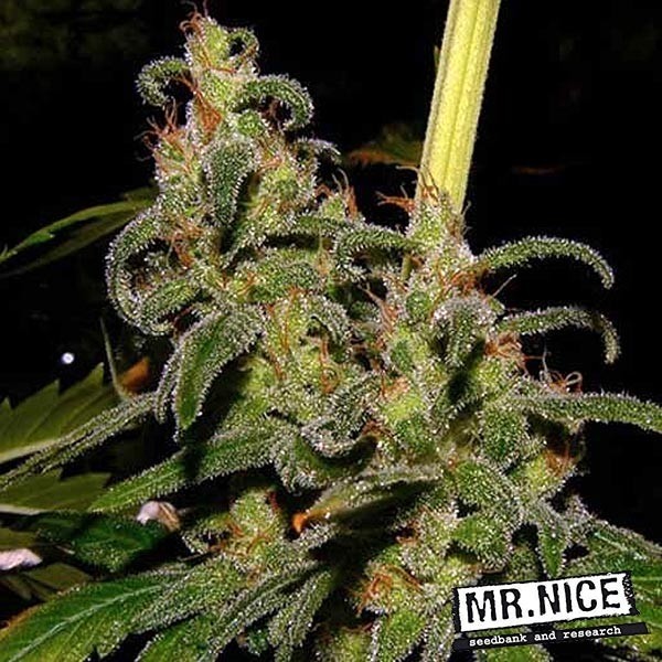 La Niña Regular