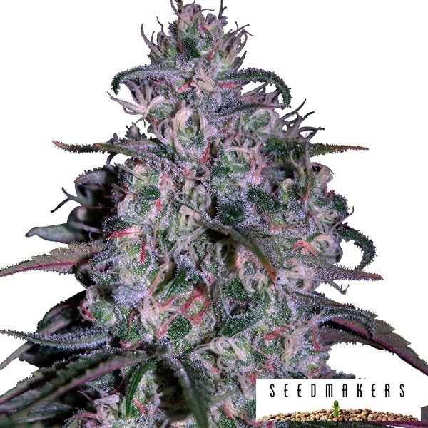 Alakazam - Seedmakers