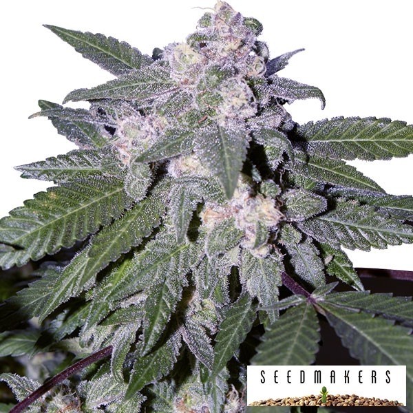 Auto Blue