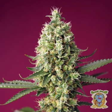 Skywalker OG Runtz XL Auto