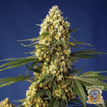 Strawberry Banana Gelato XL...