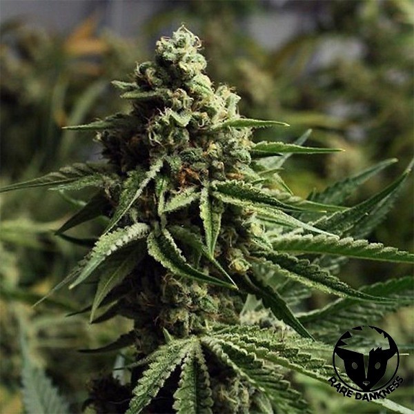 Ghost Train Haze