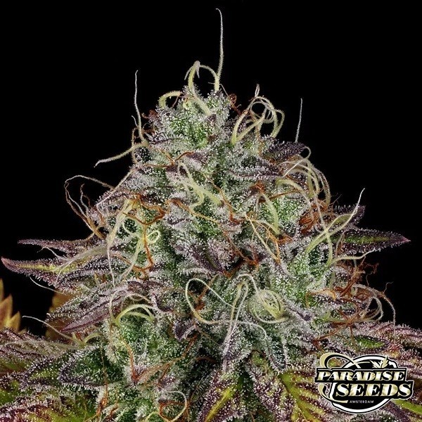 Apricot Candy