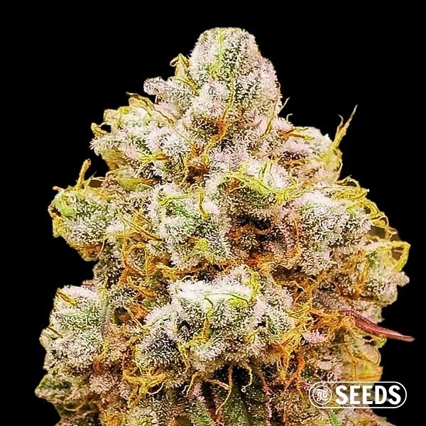 Orange Bud 100% Femminizzata