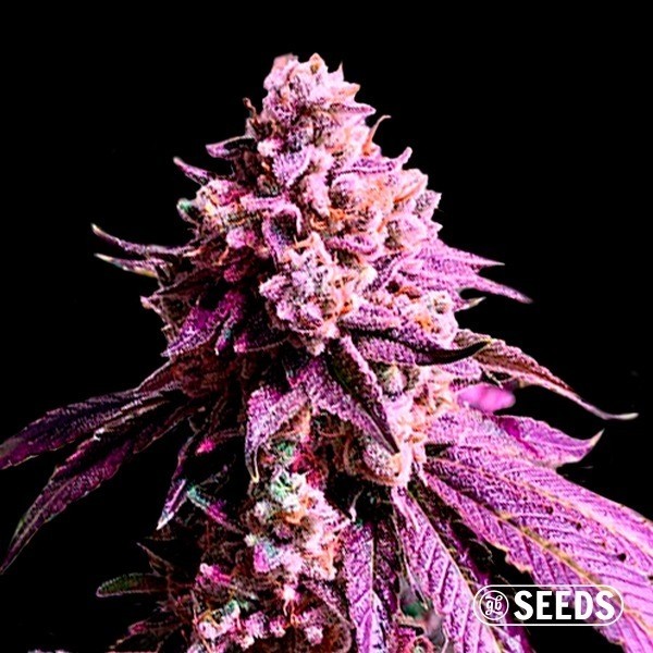 Auto Purple Sunset XXL