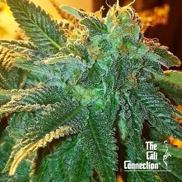 Alien OG