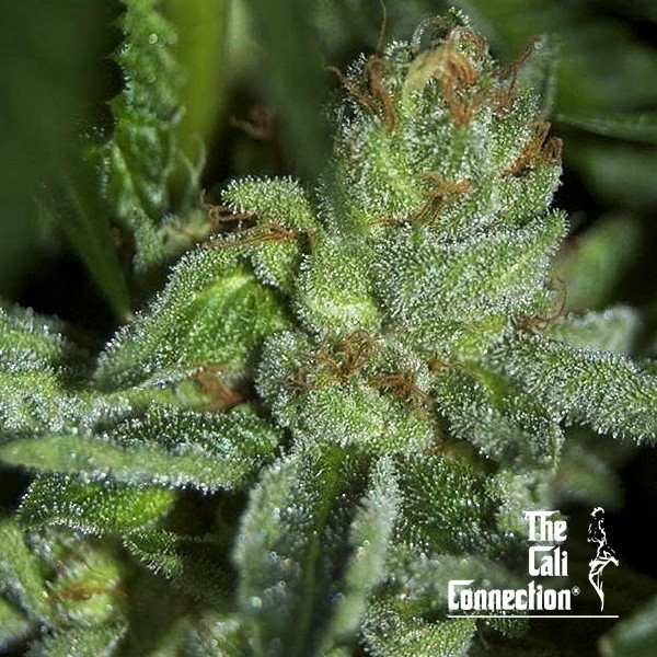 Buddha Tahoe OG