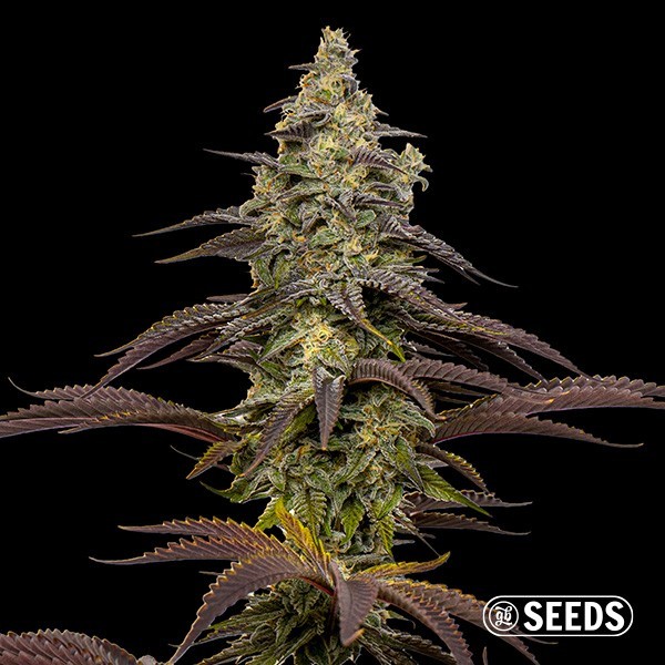 Animal Cookies