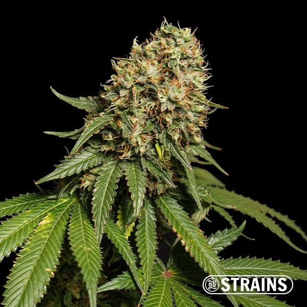 Blue Cheese Ultra Fast CBD