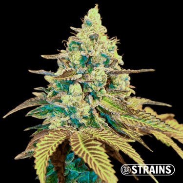 Auto Ice Cream Cake XXL