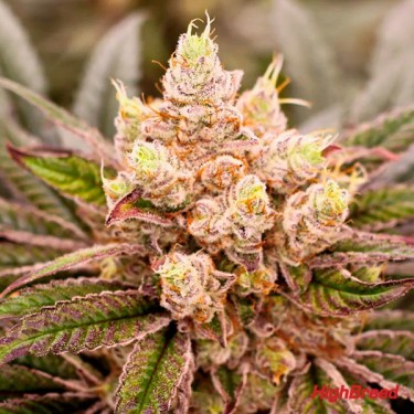 Sherbert Jedi Joint Auto