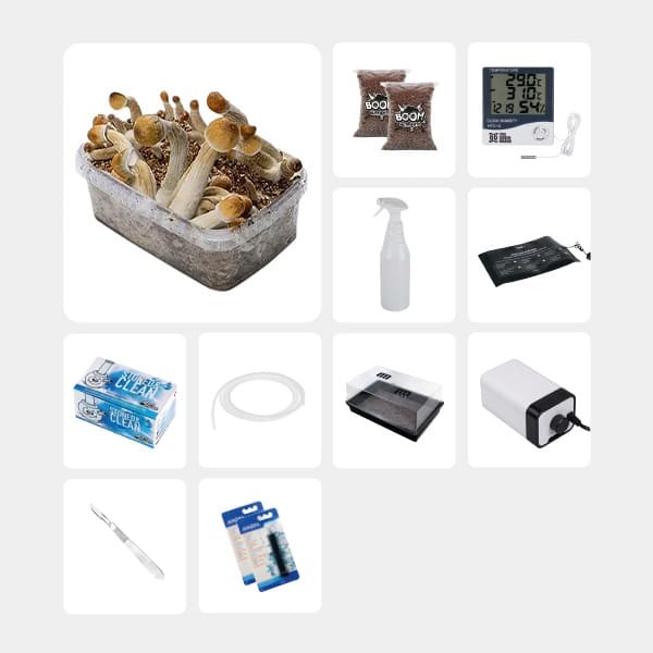 Kit Estudio Micológico GB Intermedio Mexicanas