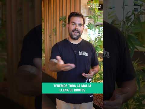 CONSEJOS: ¿Cómo PONER una MALLA de SCROG en el CULTIVO INDOOR? | GB - The Green Brand #shorts
