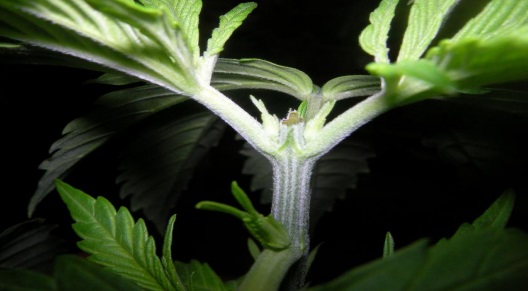Tipi di potature nella marijuana