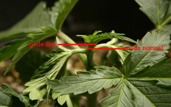 Tipi di potature nella marijuana