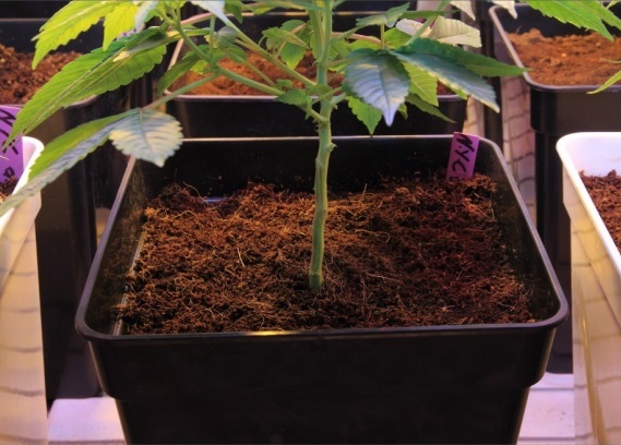 Tipi di potature nella marijuana