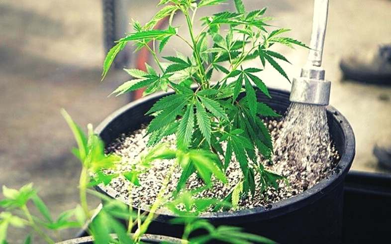 Irrigare la marijuana