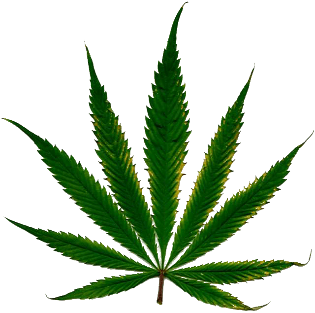 cannabinoidi