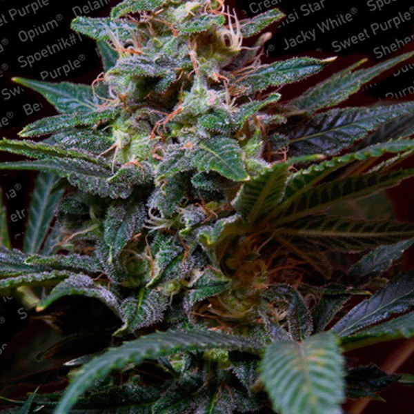 sweet purple