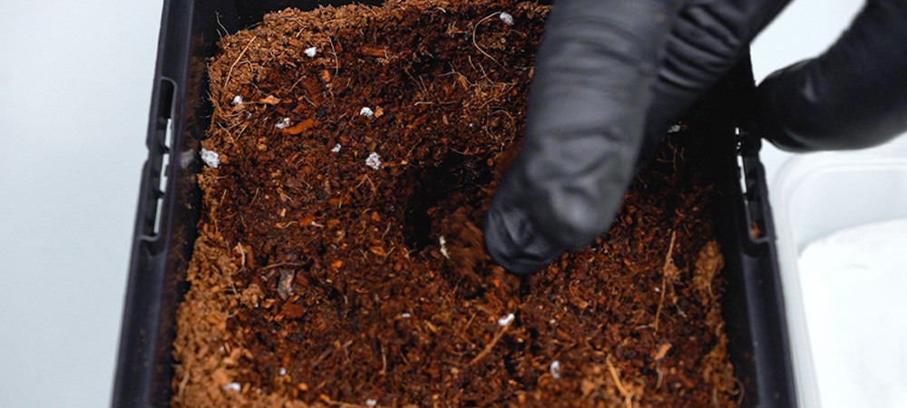Germinare semi della marijuana