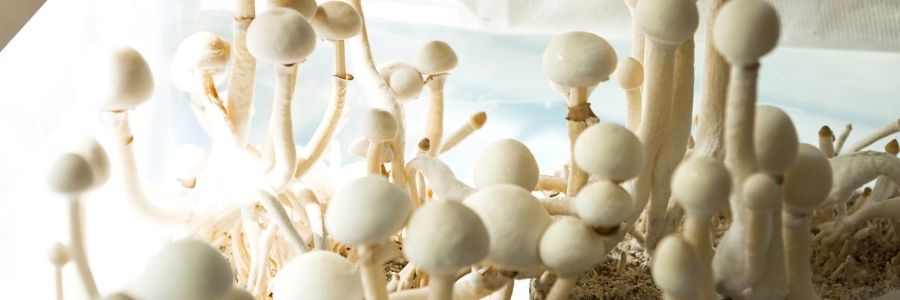 Cómo cultivar setas para el estudio micológico
