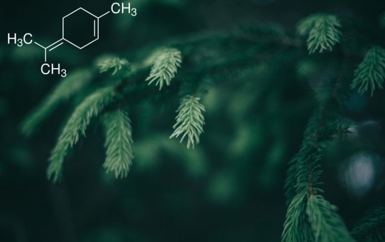 Cos’è il terpinolene? Cos’è il terpinolene?