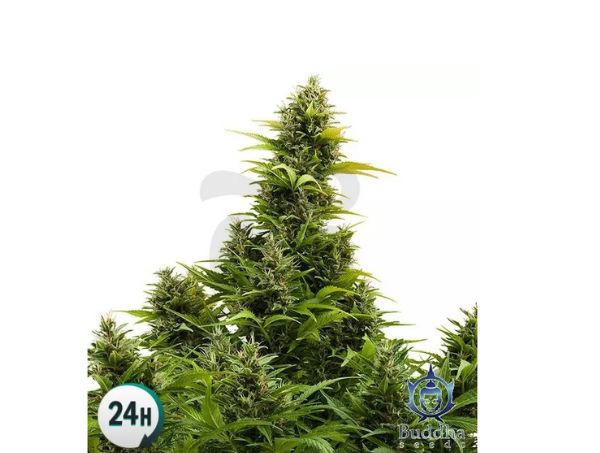 Medikit Auto