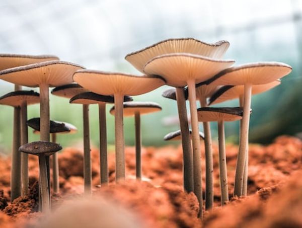 Che cos’è il micelio nella coltivazione dei funghi?