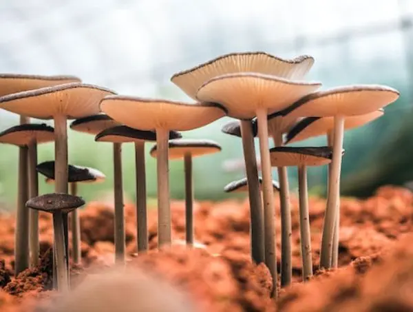Che cos’è il micelio nella coltivazione dei funghi?