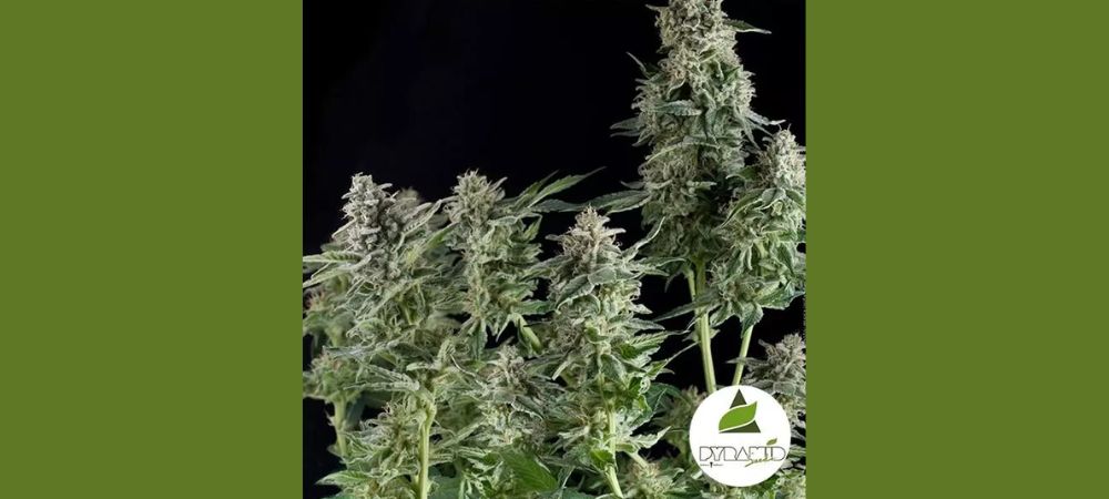 Northern Lights Pyramid Seeds