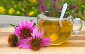 echinacea