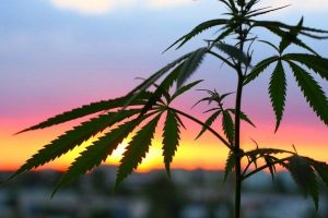 cannabinoidi