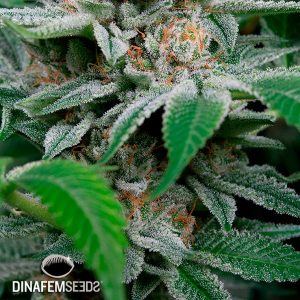 Gorilla gorilla