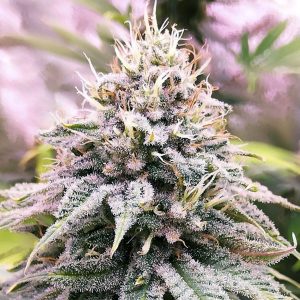 Sour Diesel terpinoleno