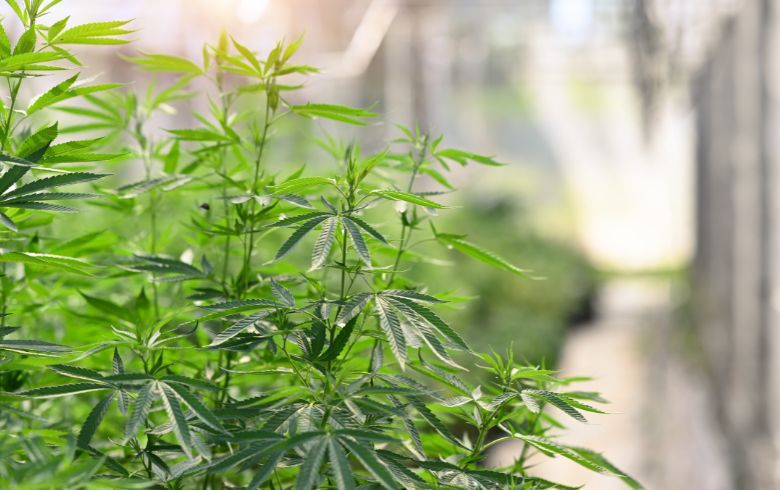 I 10 migliori semi di marijuana indoor I 10 migliori semi di marijuana indoor