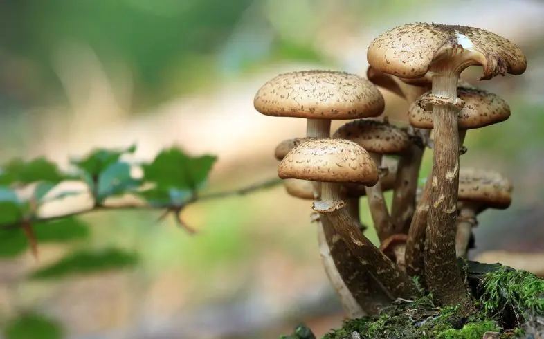Tartufi magici: sono legali in Italia?