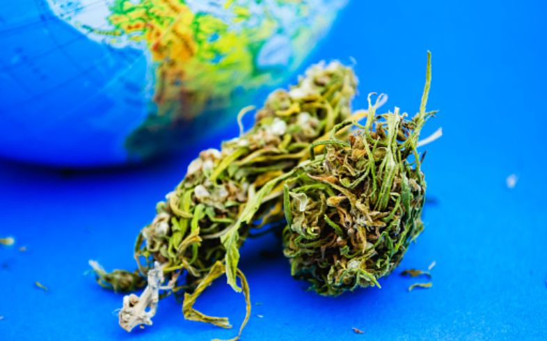 La cannabis è legale in Italia? Tutto quello che c’è da sapere La cannabis è legale in Italia? Tutto quello che c’è da sapere