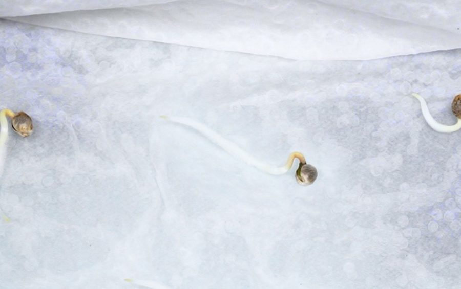 Come germinare semi di cannabis con tovagliolo