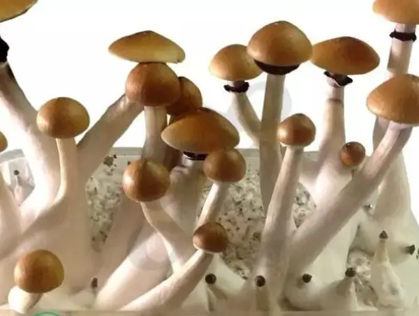 L’importanza del micelio nella coltivazione di funghi magici