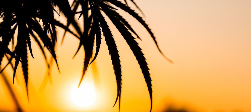 come coltivare marijuana in inverno 