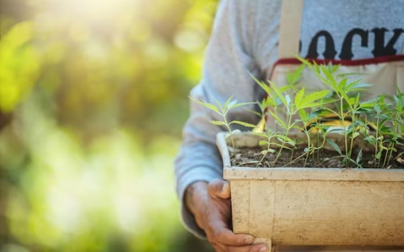 Principali fasi della coltivazione della marijuana