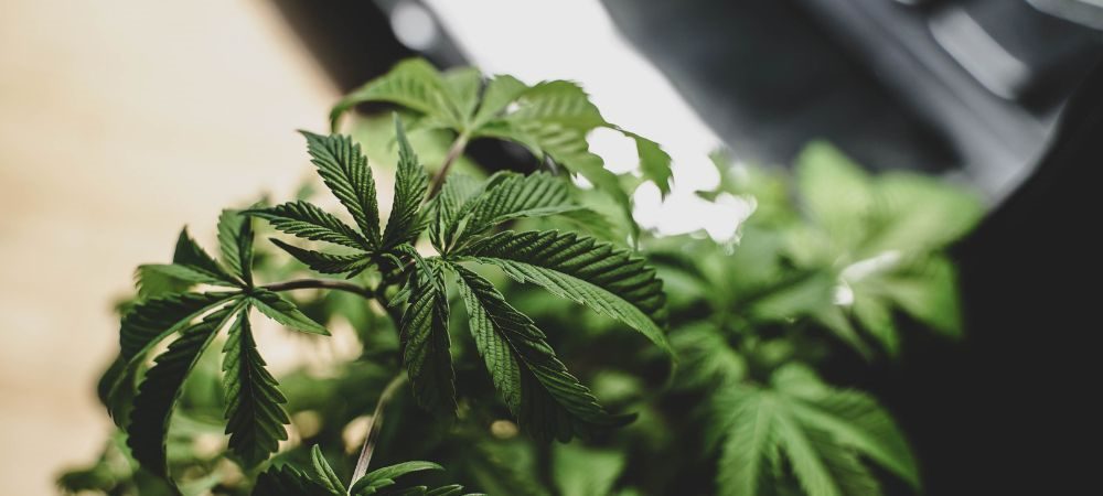 coltivare marijuana in inverni 