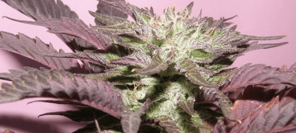 Melon Gum