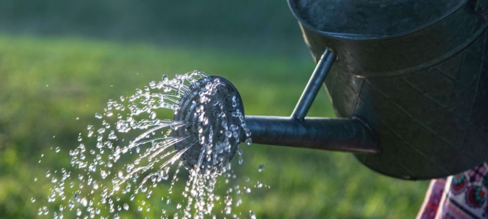 Quanto fertilizzante utilizzare e come farlo? 
