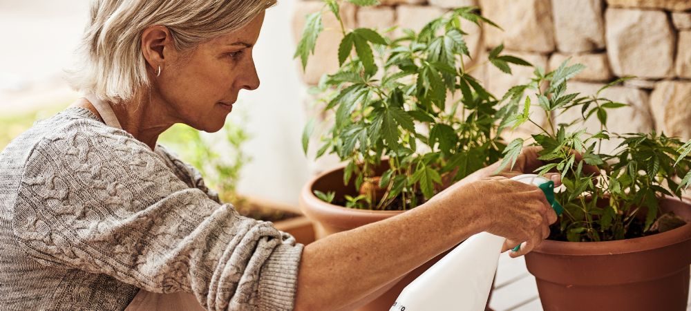Come polverizzare le piante di marijuana
