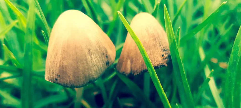 Azurescens Azurescens