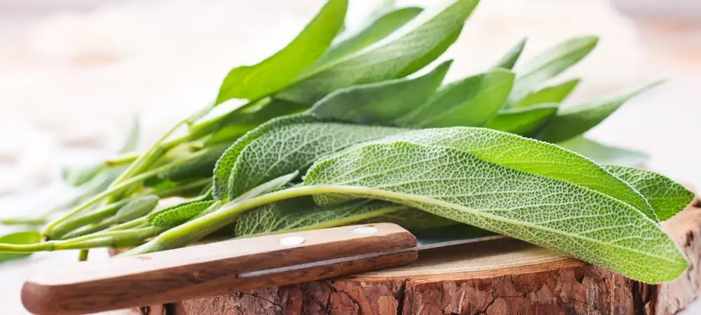Storia della Salvia Divinorum Storia della Salvia Divinorum
