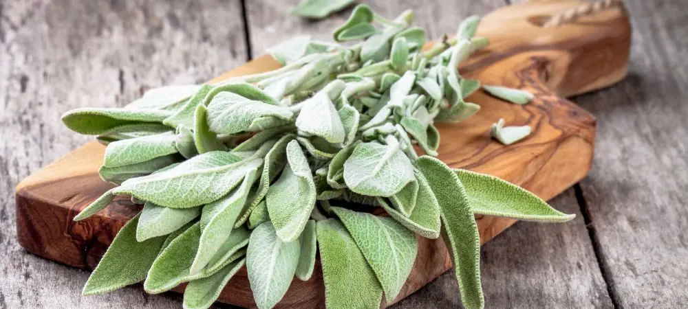 Salvia Divinorum: effetti Salvia Divinorum: effetti